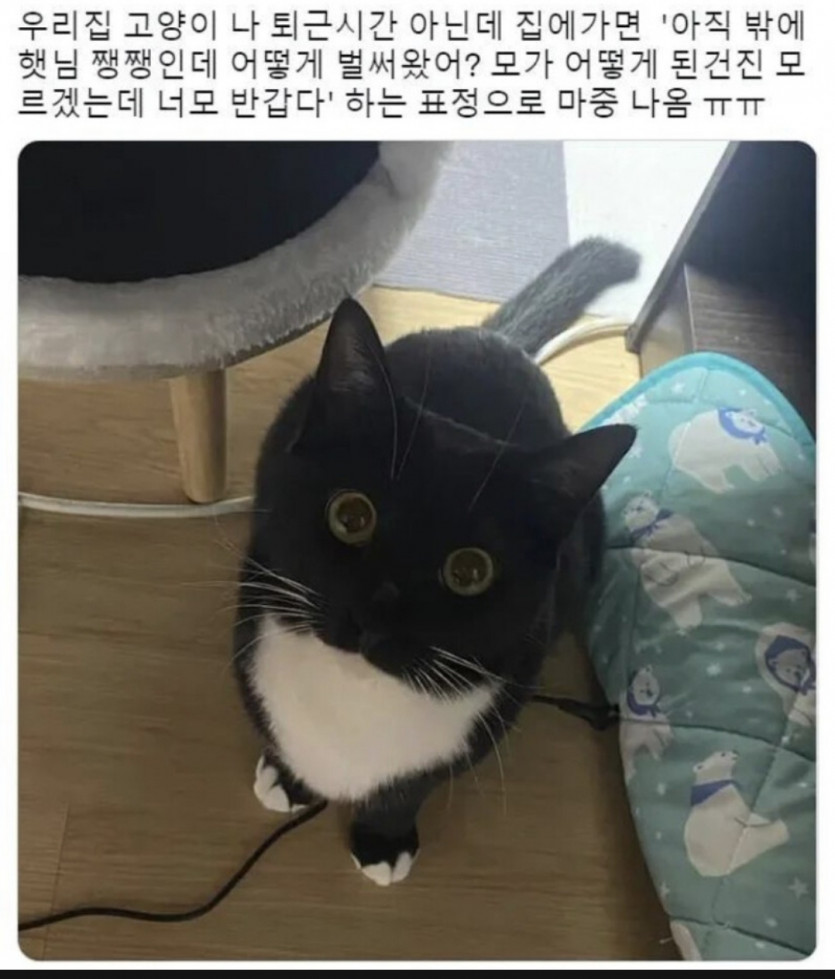 퇴근 시간 아닌데 집 오면 고양이가 짓는 표정