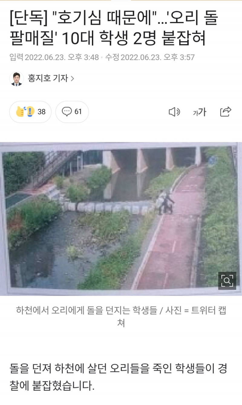 돌팔매질로 오리 죽인 범인 잡힘