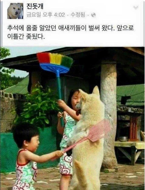 추억의 진돗개