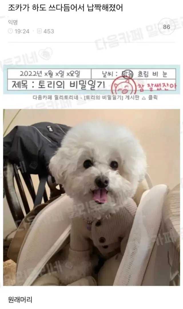 조카가 하도 쓰다듬어서 납작해짐.