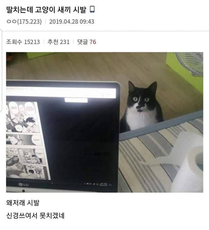 "딸치는데 고양이색기 쳐다보네".jpg