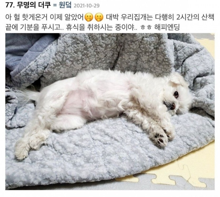 멍멍이 산책시키려다가 급똥 신호 온 사람