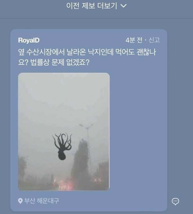 낙지 먹어도 되나요?