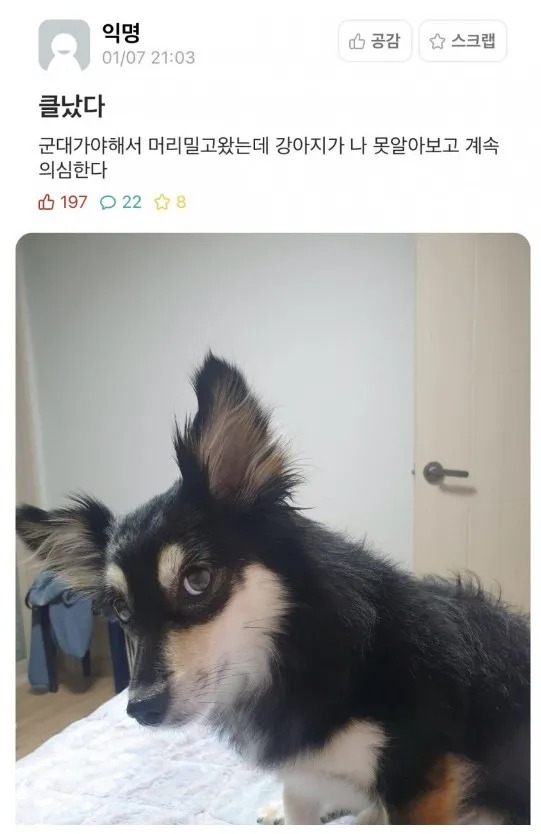 강아지가 나를 못 알아본다