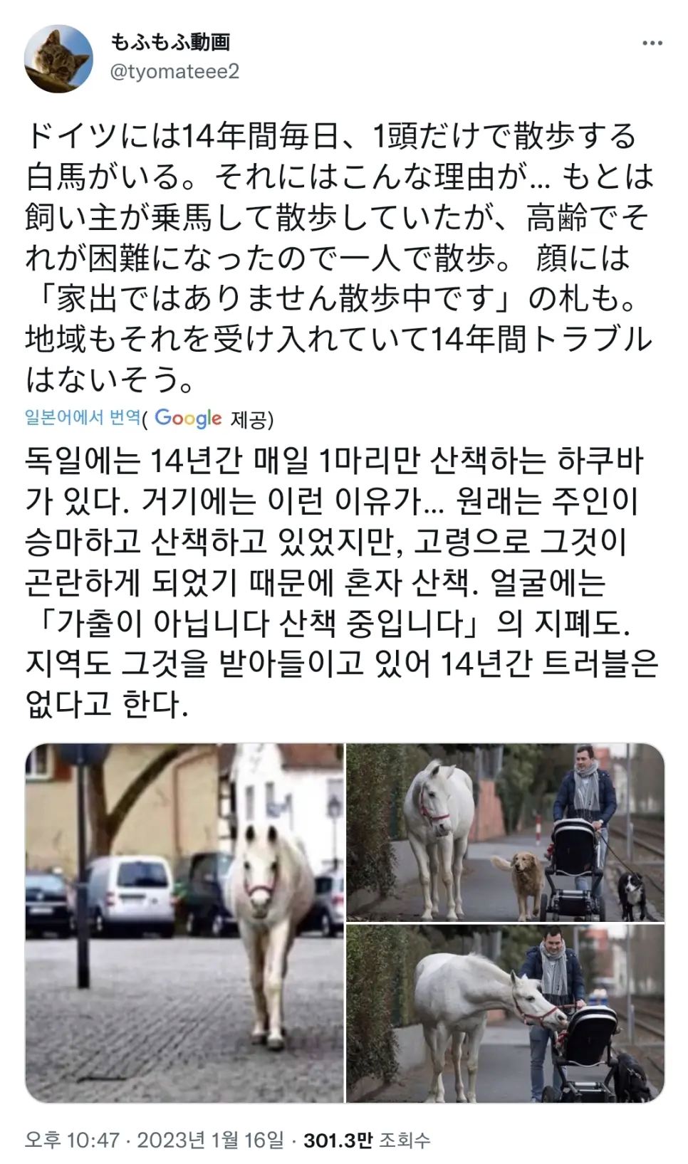 14년째 혼자서 산책하는 독일의 백마