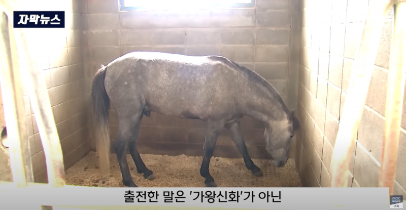 싱글벙글 한국 경마 근황