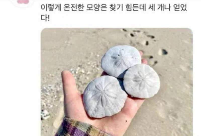 인어가 잃어버린 동전