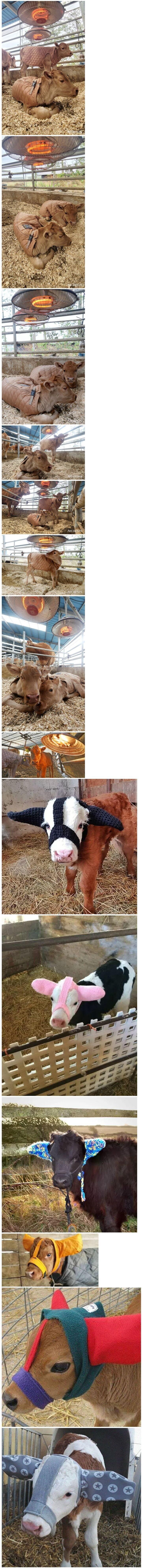 월동 준비하는 송아지들