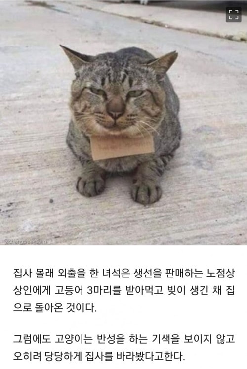 돌아온 가출 고양이