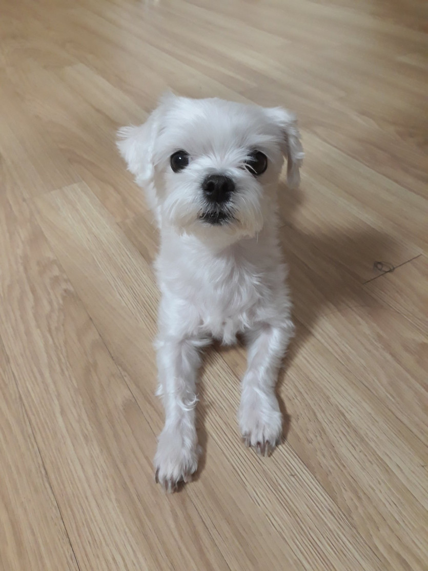강아지 털 자라는 시기 구분