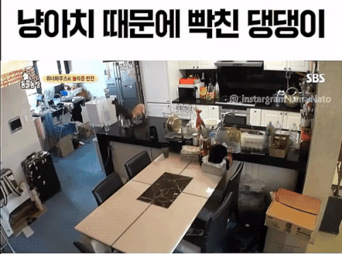 냥아치 때문에 빡친 댕댕이