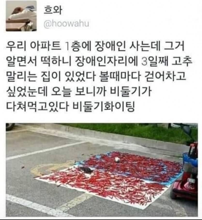 비둘기 화이팅