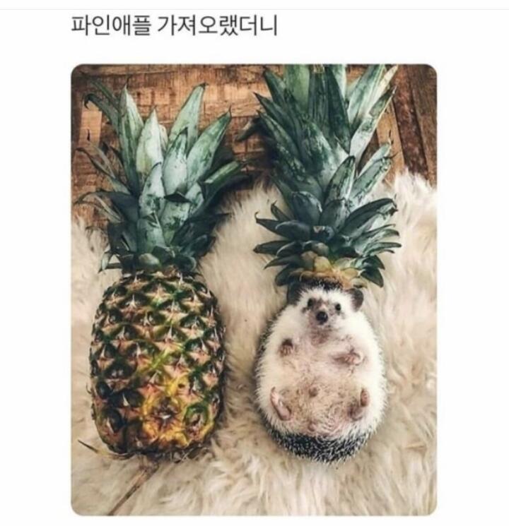 파인애플 가져오랬더니..