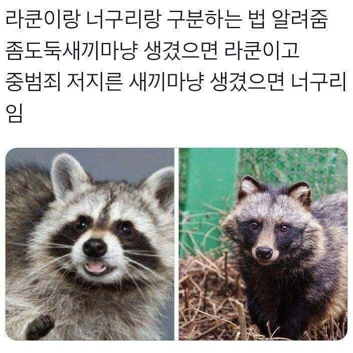 너구리 라쿤 구분