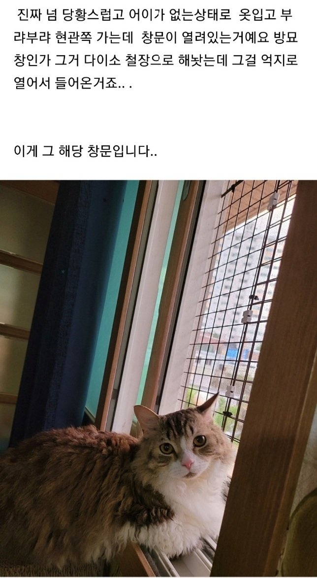 남의집 창문으로 고양이 납치하러 들어간 캣맘 ㄷㄷㄷ