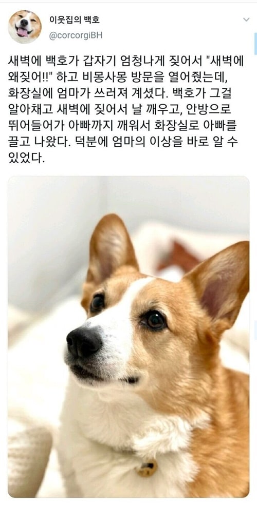 새벽에 쓰러진 엄마를 구한 멍뭉이