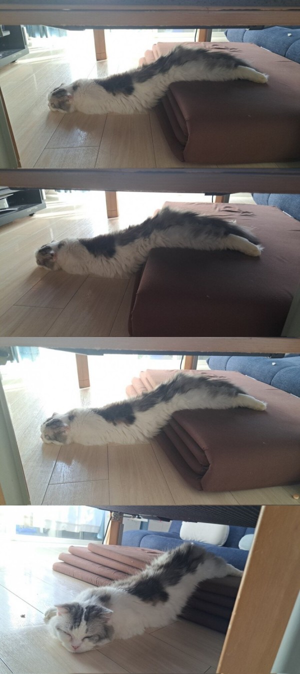 수상하게 생긴 생명체