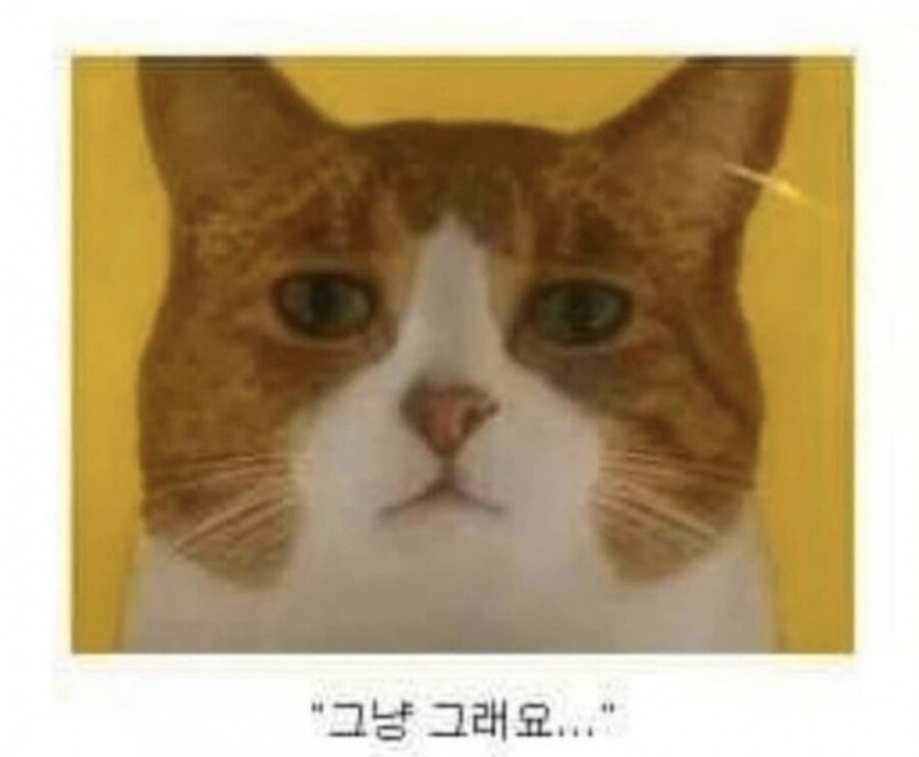 표정으로 말하는 고양이 사료