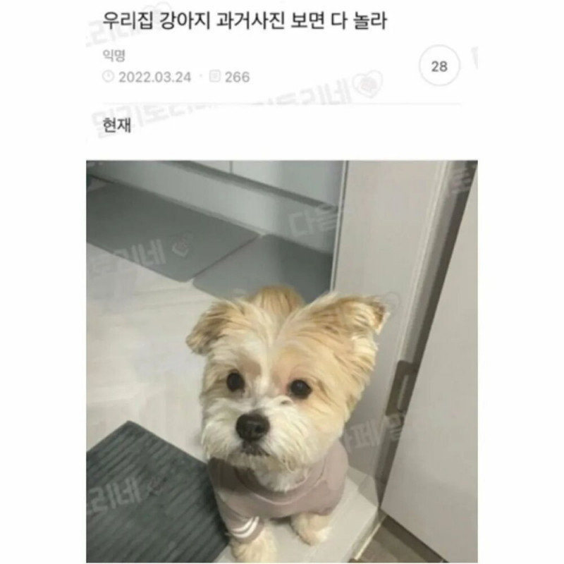 댕댕이의 충격적인 과거