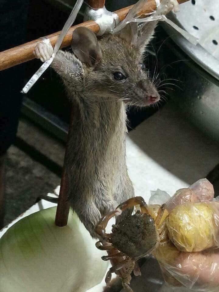 약혐)님들 쥐 ㄱㅊ 고문하는 게 본적 있음?