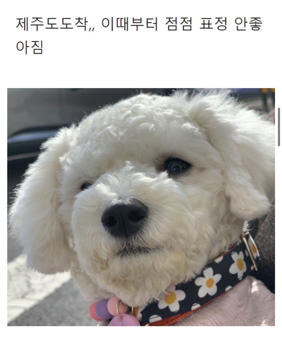 강아지랑 제주도 여행 가지마라