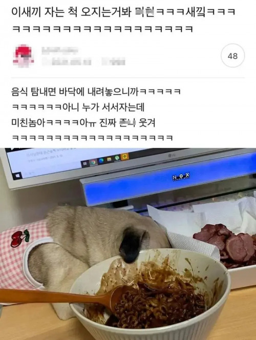 음식 앞에서 자는 척 하는 댕댕이.jpg