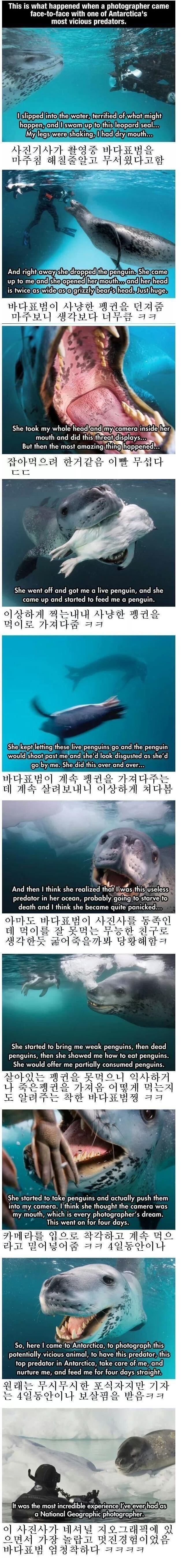 친절한 바다표범