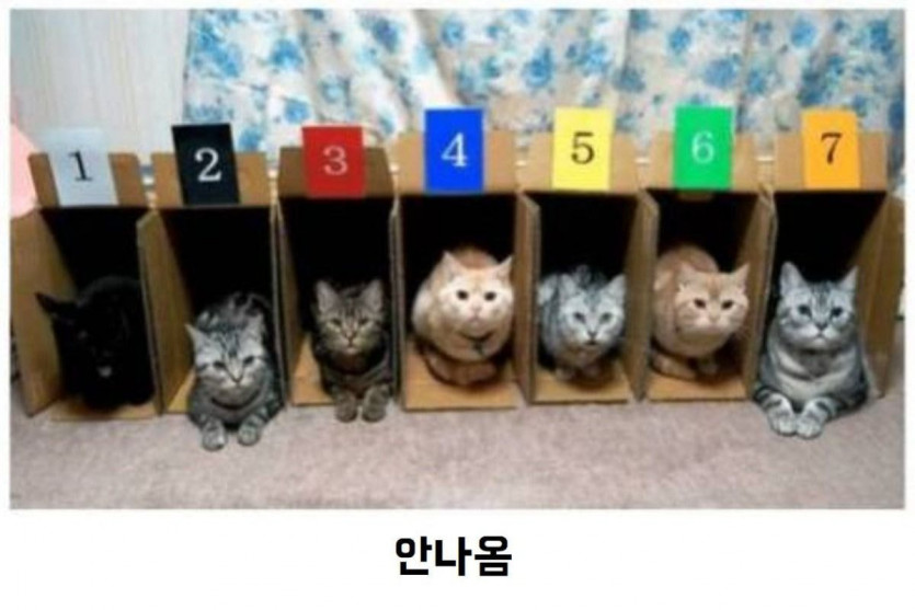 고양이 달리기 대회 망한 이유