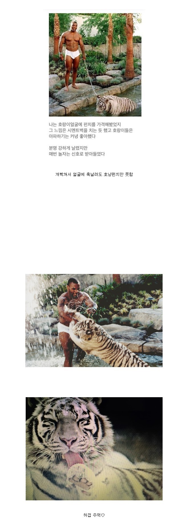 마이크 타이슨 전성기 펀치의 위력
