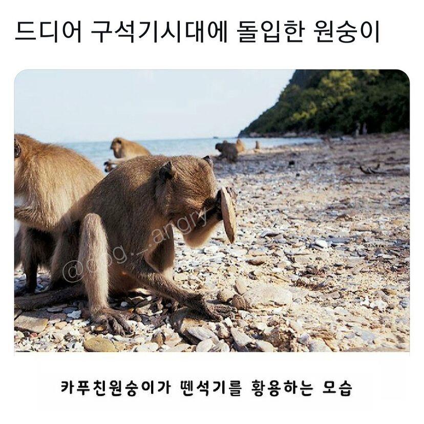 구석기에 돌입한 원숭이