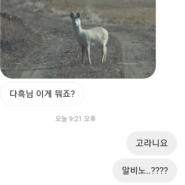 동물전문 유튜버가 받는 인스타 DM