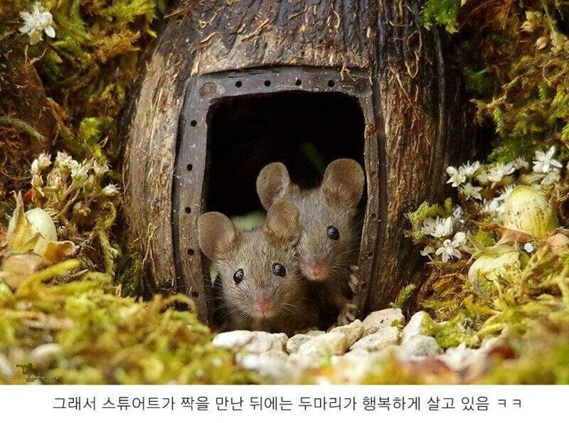 정원에서 쥐를 발견한 남자가 취한 행동