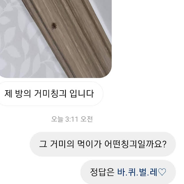 동물전문 유튜버가 받는 인스타 DM