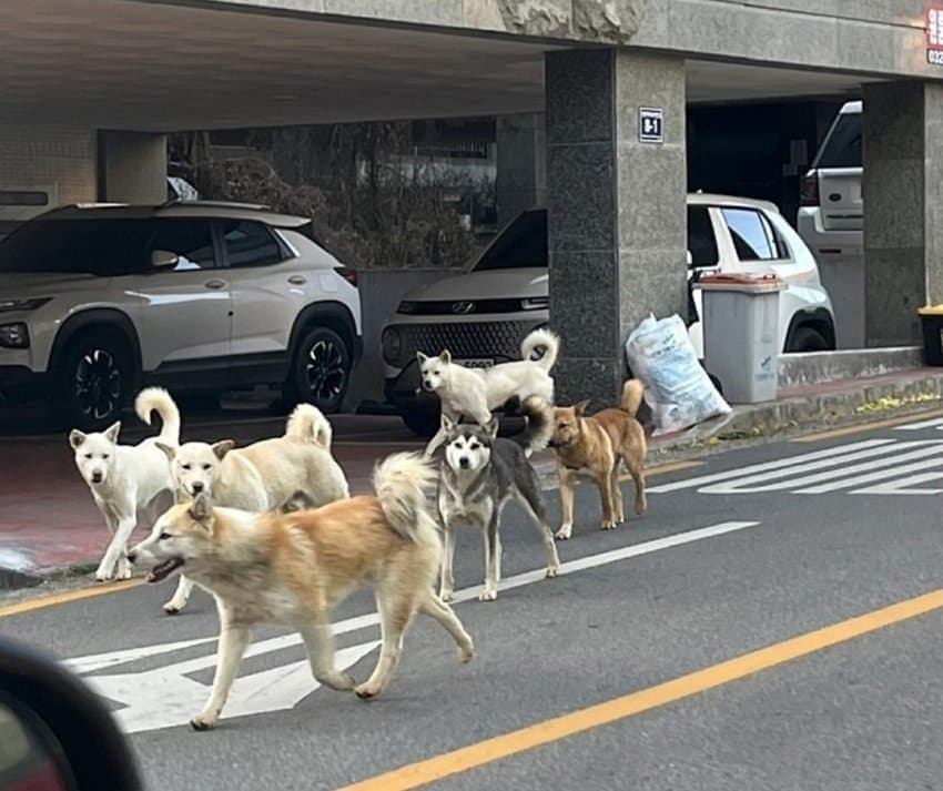 한국이 존나 무서운이유...jpg