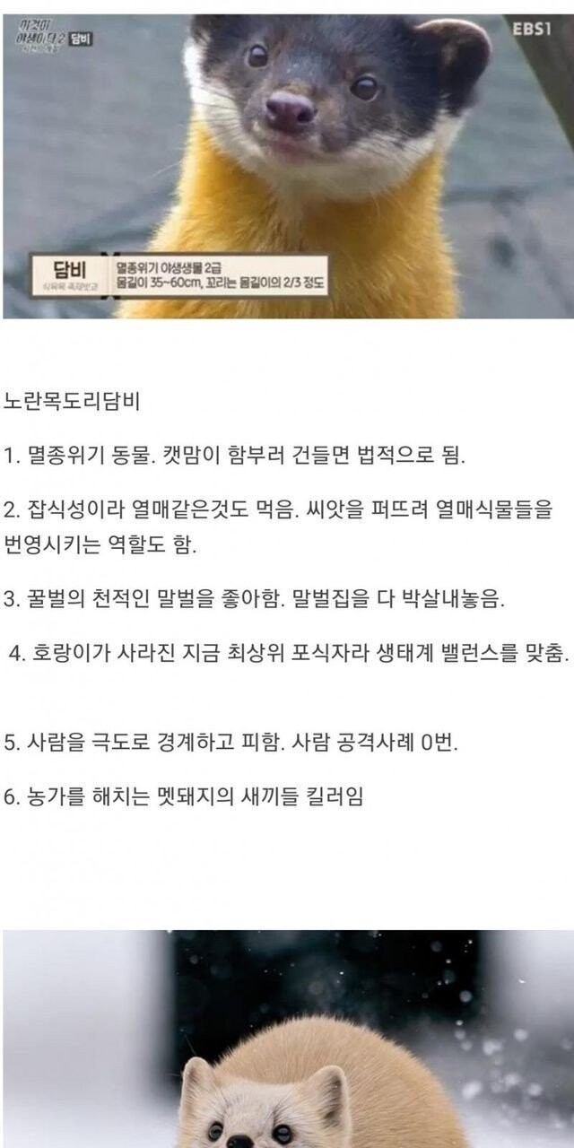 한국 먹이사슬 최상위 육식동물