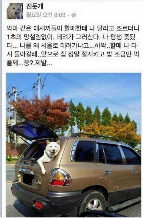 추억의 진돗개