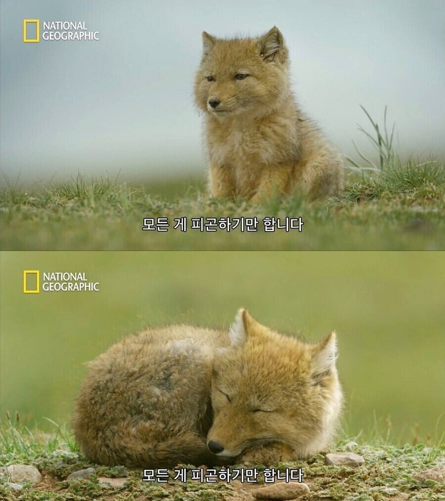 현재 학생/직장인들  상황