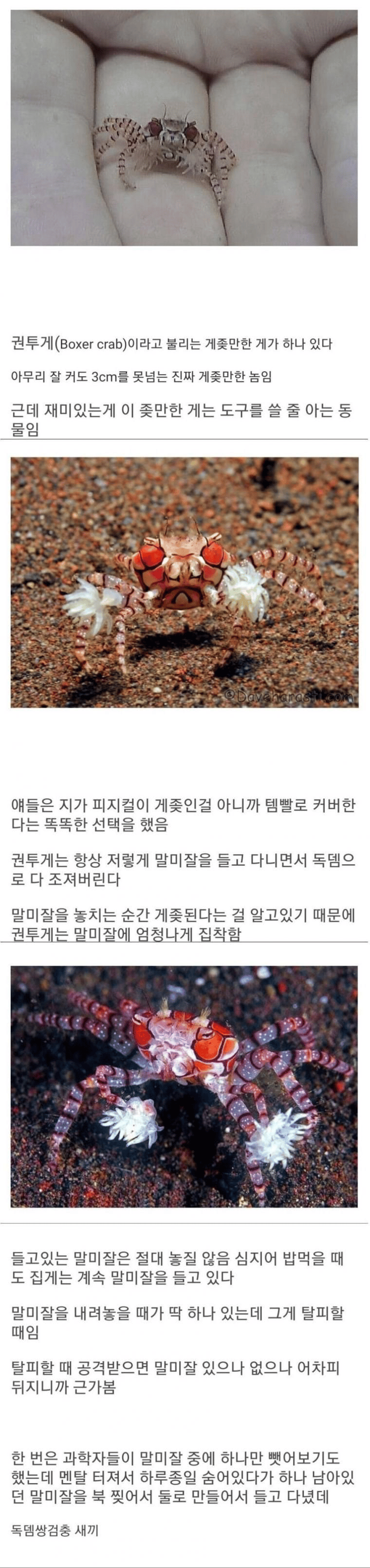 피지컬을 템빨로 커버하는 권투게