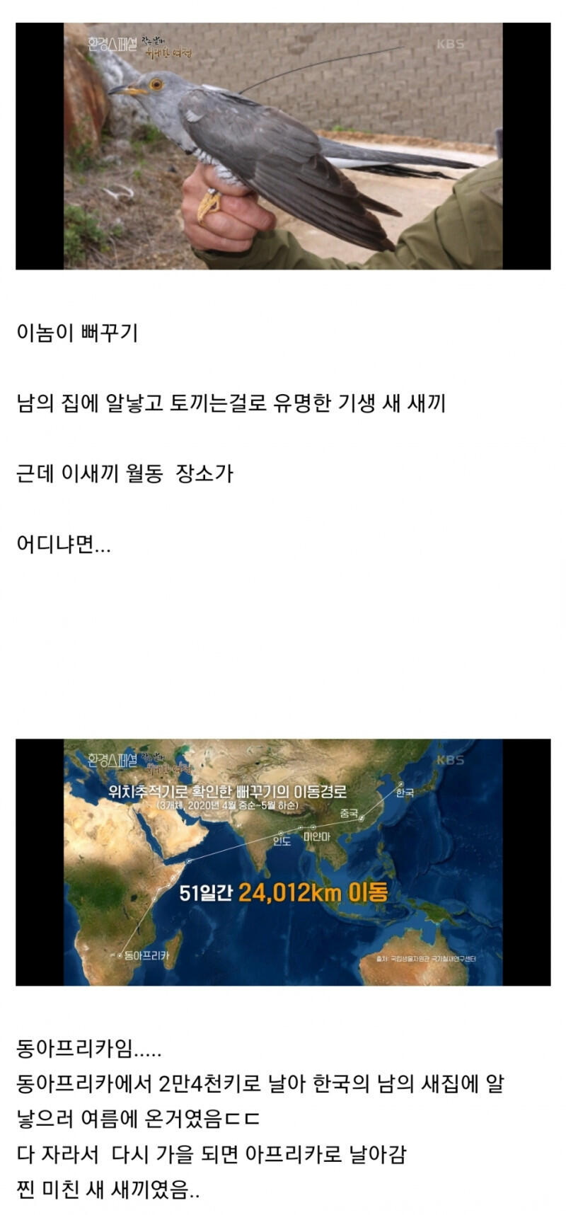 뻐꾸기가 얼마나 악랄한 새냐면