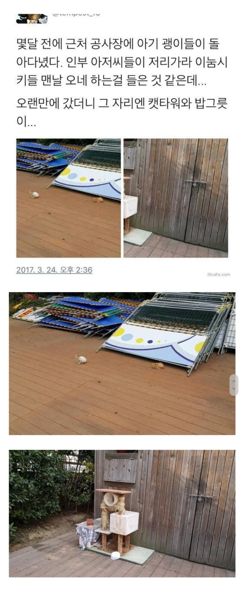 공사장에 아기고양이들이 돌아다니는 게 신경 쓰였던 아재들