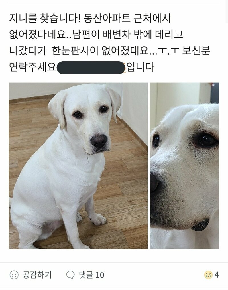 당근마켓 실종된 강아지 후기