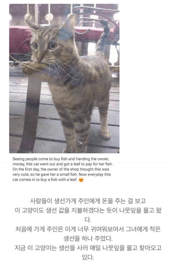 가게 생선이 먹고 싶었던 고양이