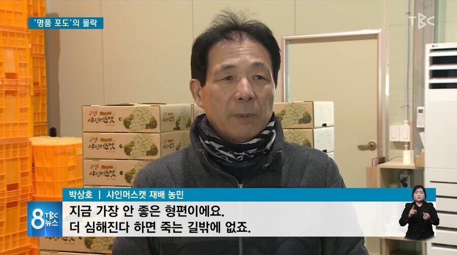 소고기보다 비쌌던 샤인머스캣 근황