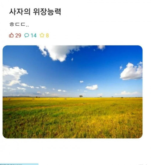 사자의 위장능력ㄷㄷ