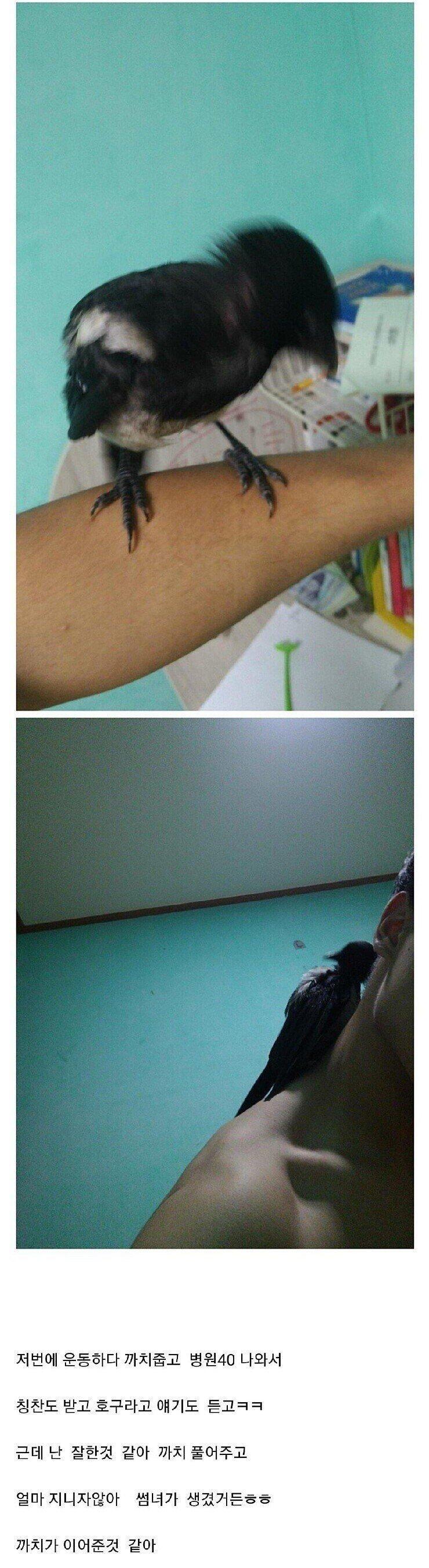 은혜갚은 까치