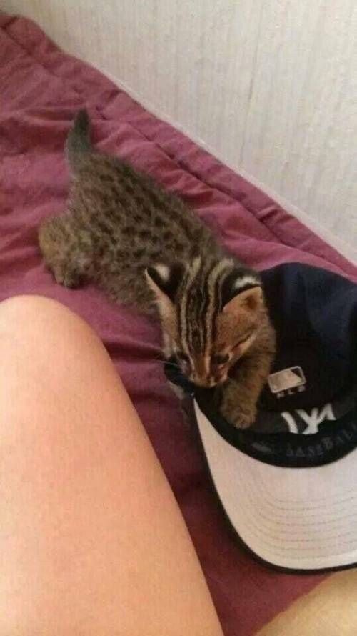 냥줍한 디시인.jpg