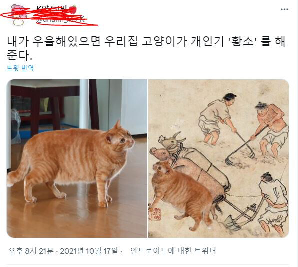 고양이가 우울증에 좋은 이유