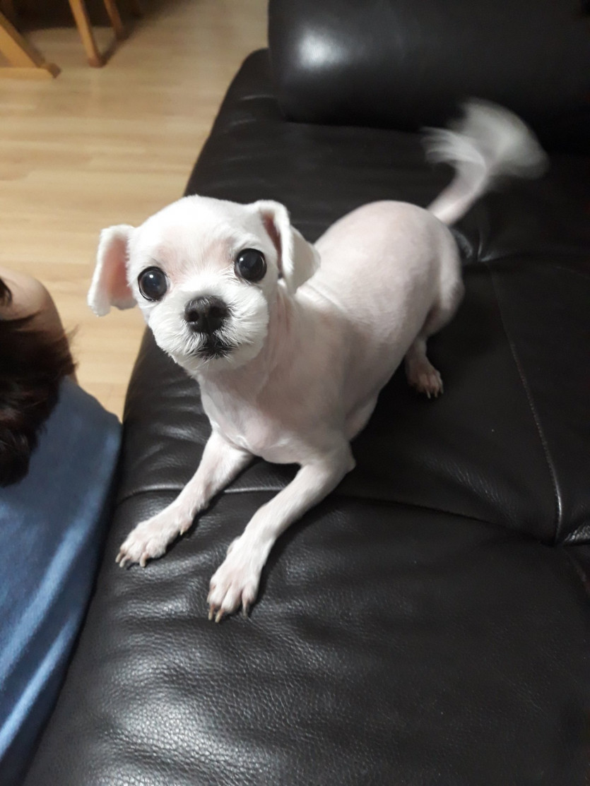 강아지 털 자라는 시기 구분