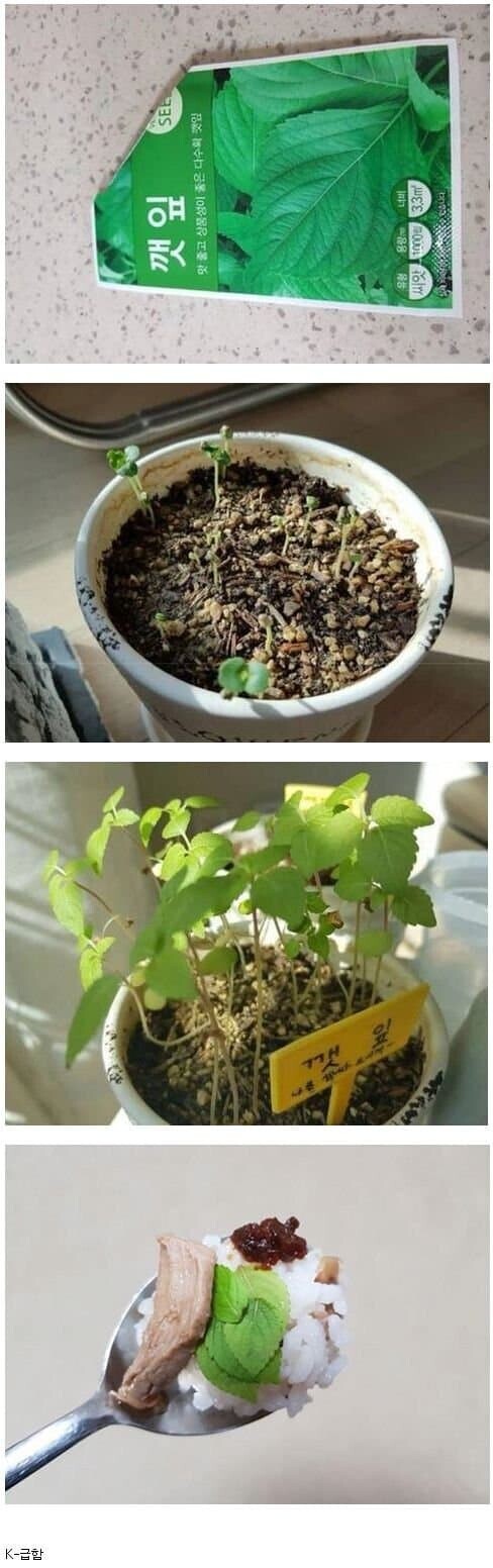 한국인의 흔한 빨리빨리