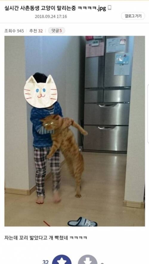 고양이 말리는 사촌동생